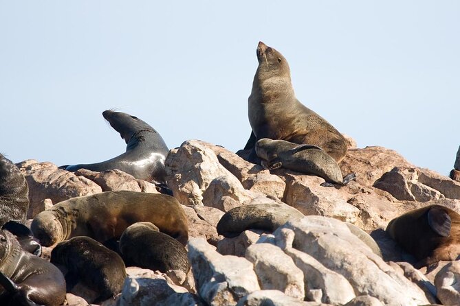 Shark Cage Diving and Viewing with transport from Cape Town - Key points to know before booking