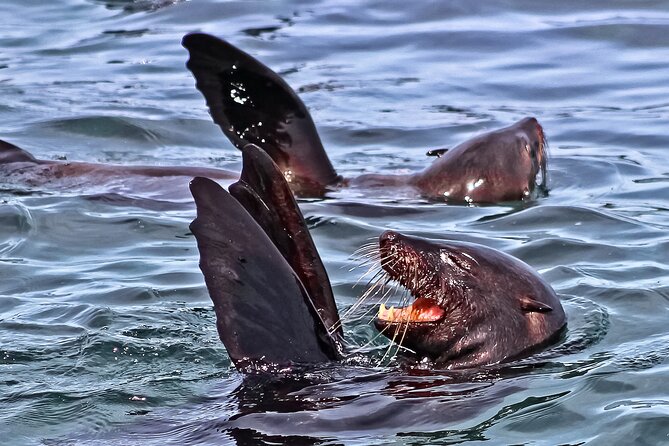 Shark Cage Diving and Viewing with transport from Cape Town - A short boat ride to the shark grounds