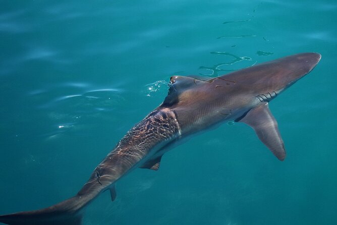 Shark Cage Diving and Viewing with transport from Cape Town - What you might see near Dyer Island