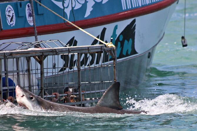 Shark Cage Diving and Viewing with transport from Cape Town - Food, video, and the return to shore