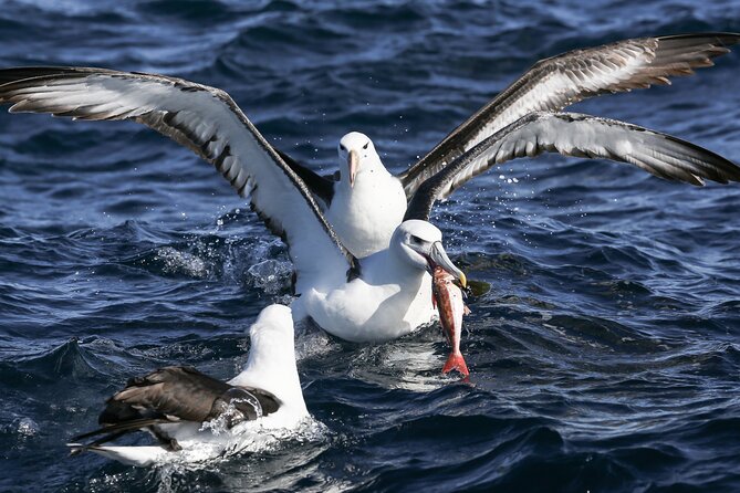 Shark Cage Diving and Viewing with transport from Hermanus - The Free Penguin Sanctuary Visit