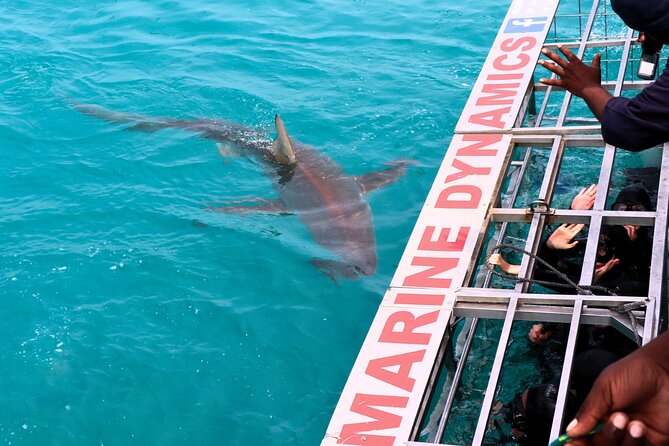 Shark Cage Diving and Viewing with transport from Hermanus - Weather, Sightings, and the Main Risk