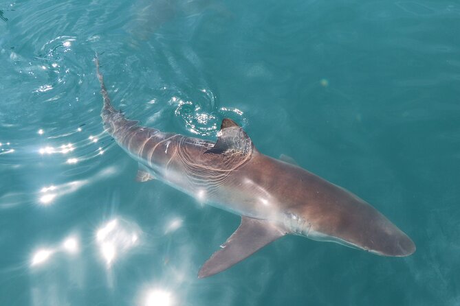 Shark Cage Diving and Viewing with transport from Hermanus - Reaching Shark Alley