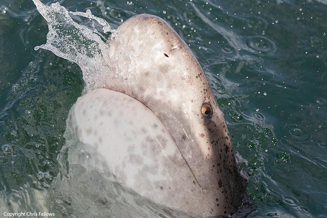 Shark Cage Diving Cape Town - Why this Cape Town shark outing is worth considering