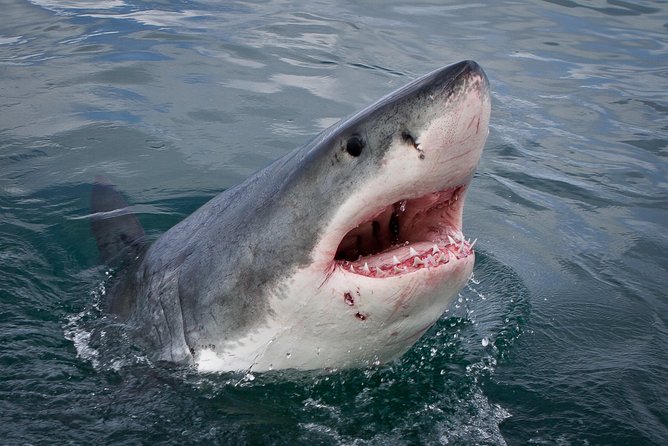 Shark Cage Diving Viewing Only - Key points to know before booking