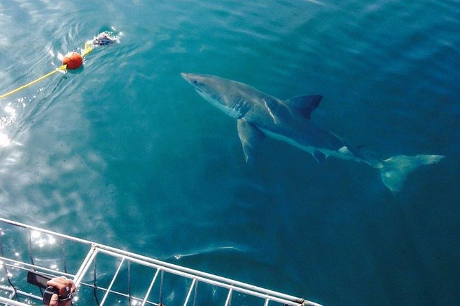 Shark Cage Diving Viewing Only - Why the viewing-only format makes sense