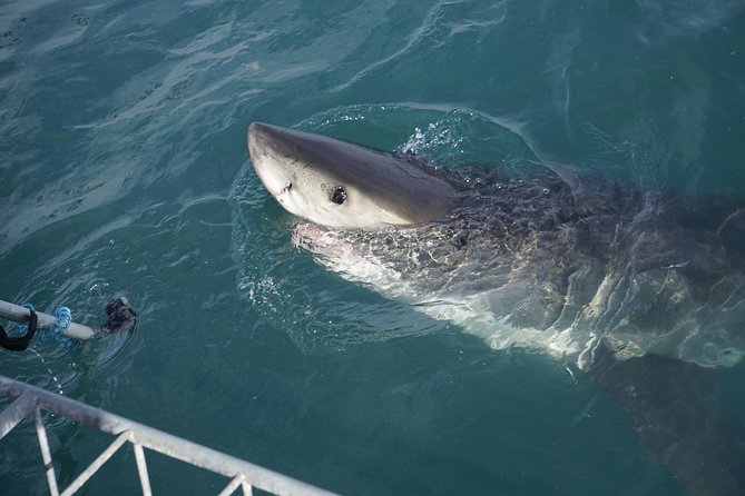 Shark Cage Diving Viewing Only - Returning to shore, lunch, and trip footage