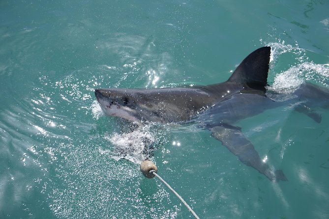 Shark Cage Diving Viewing Only - The no-shark policy and weather risk