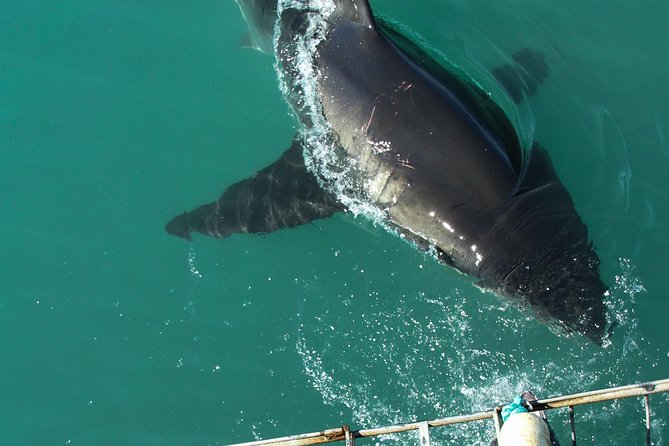 Shark Cage Diving Viewing Only - The short boat ride to the shark site