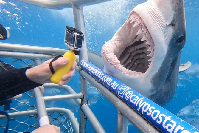 Shark Cage Diving with transport from Cape Town - Key Points to Know Before You Book