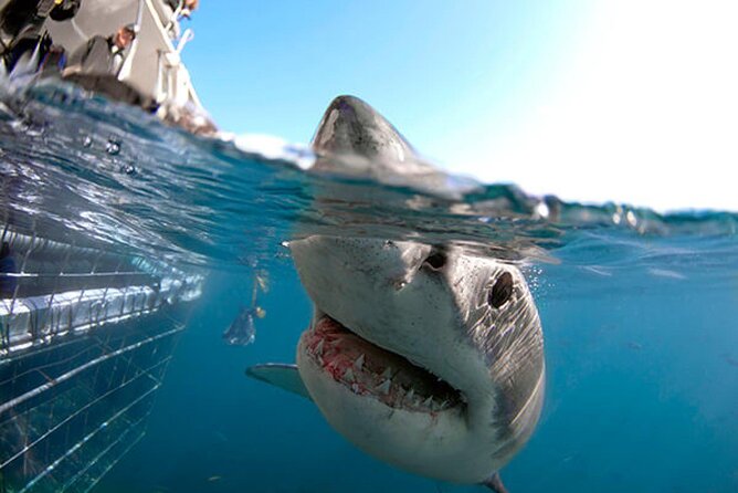 Shark Cage Diving with transport from Cape Town - Leaving Cape Town for Gansbaai