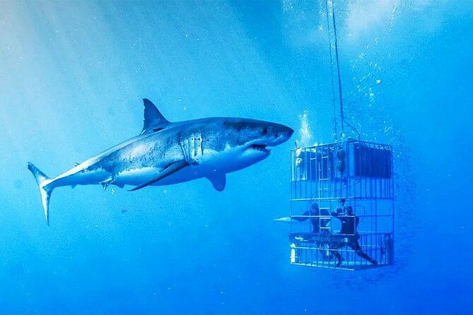 Shark Cage Diving with transport from Cape Town - The 20-Minute Cruise Toward Dyer Island
