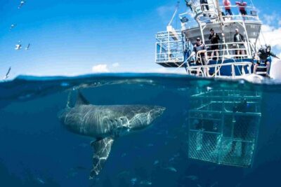 Shark Cage Diving with transport from Cape Town
