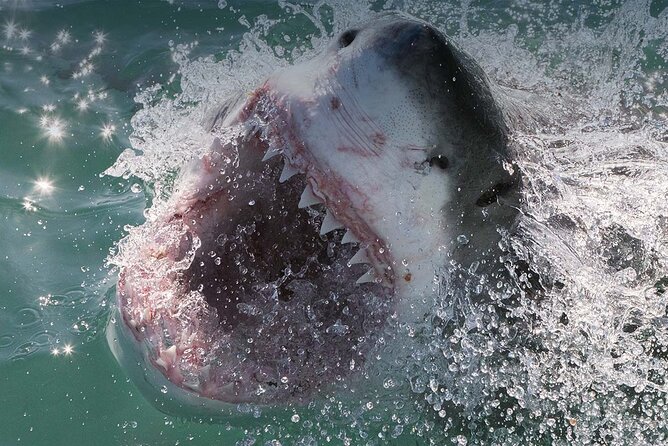 Shark Cage Diving with transport from Cape Town - What the Marine Guide Adds