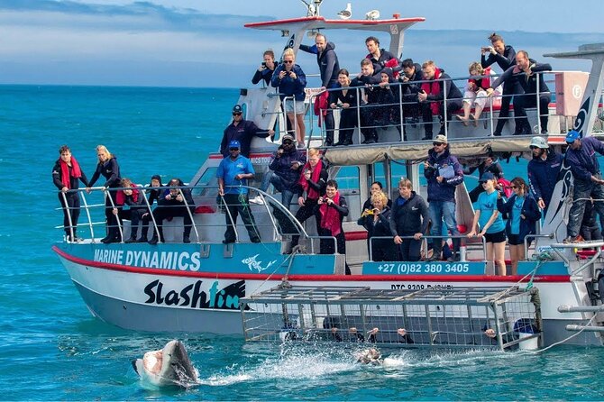 Shark Cage Diving with transport from Cape Town - Photos, Videos, and the Extra-Cost Question