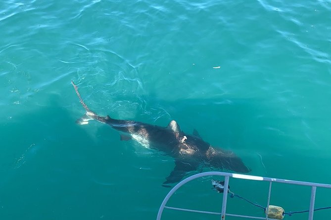 Shark Diving - Key points to know before booking