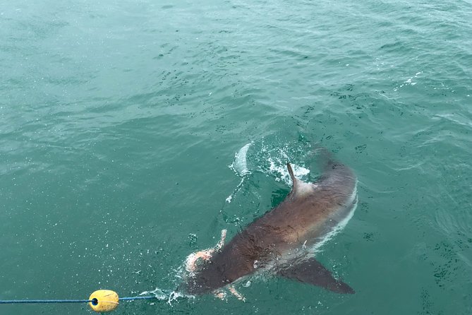 Shark Diving - What the private format changes