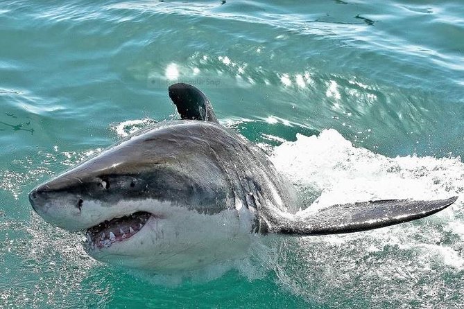 Shark Diving Full Day Guided Return Transfer to Gansbaai from Cape Town - Why this Cape Town shark trip takes a full day