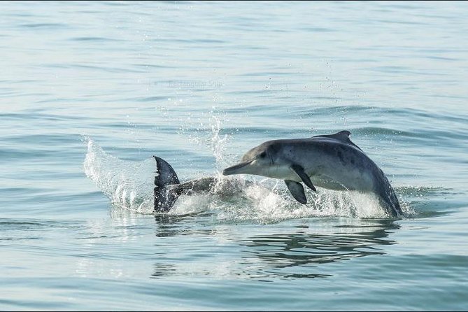 Shark Diving Full Day Guided Return Transfer to Gansbaai from Cape Town - Wetsuits, rocking boats, and what to expect onboard