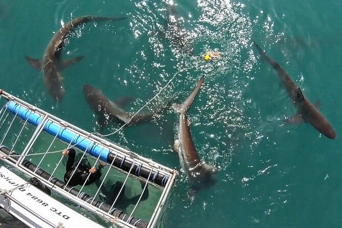Shark Explorers - Meeting in Simon’s Town before the boat leaves