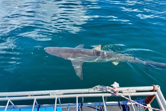Shark Explorers - What the False Bay boat ride adds to the day
