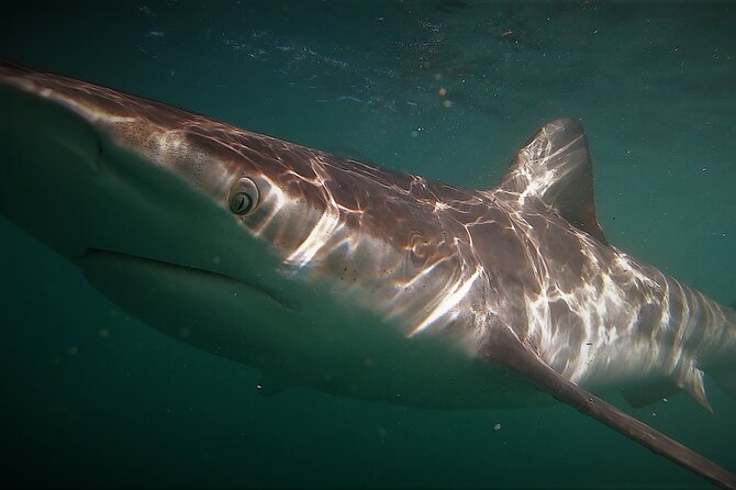 Shark Explorers - Food, towels, toilets, and warm showers