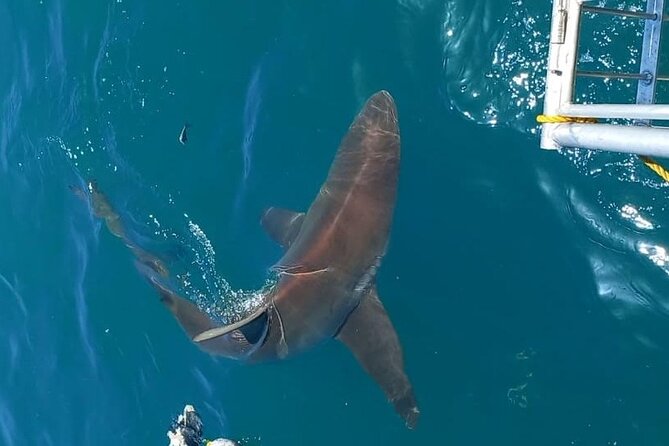 Shark Explorers - Is $189.79 a fair price?