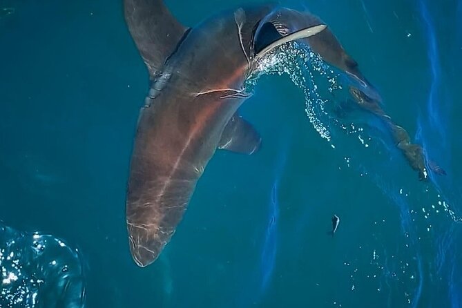 Shark Explorers - Weather and cancellation details worth knowing