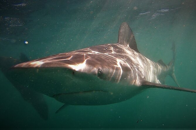 Shark Explorers - Crew support and the feel of a small group