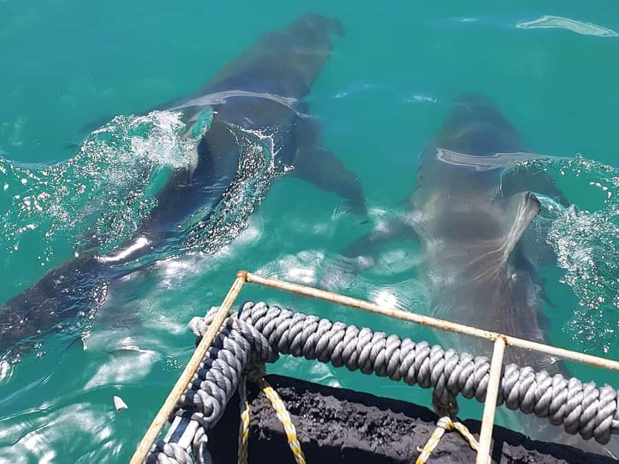 Shark & Whale Trip Combo - Key points before you book