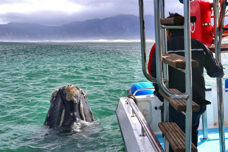 Shark & Whale Trip Combo - The shark cage encounter off Gansbaai