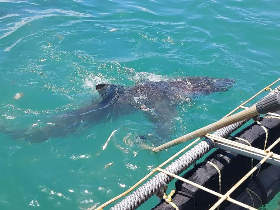 Shark & Whale Trip Combo - Whale watching from the second boat