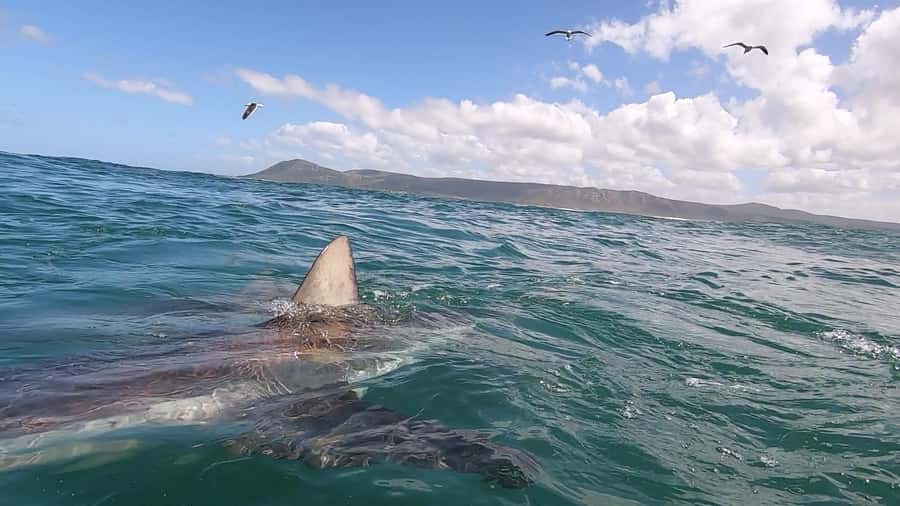 Shark & Whale Trip Combo - Is $283 per person fair value?
