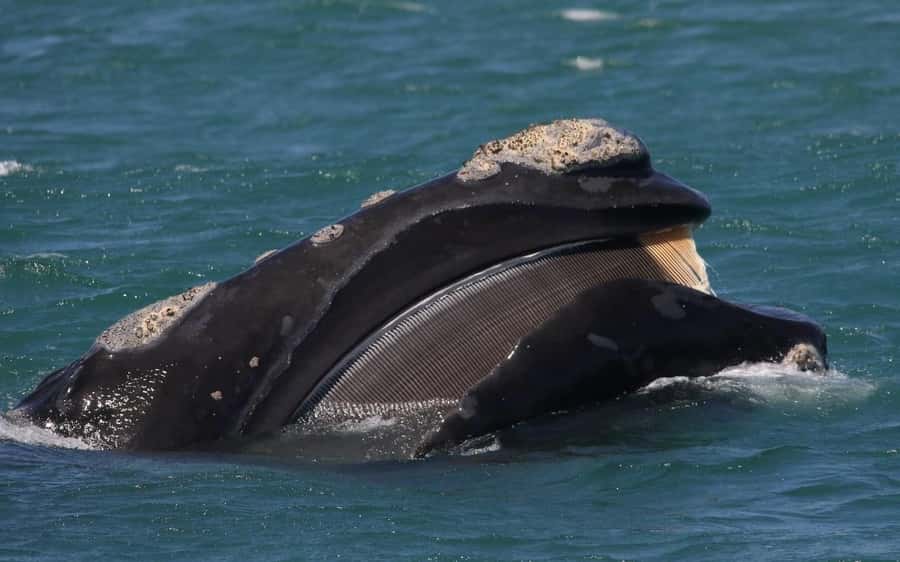 Shark & Whale Trip Combo - Starting at Kleinbaai Harbour with breakfast and a briefing