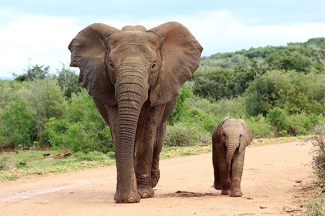 Shore Excursion Cruise Ships Port Elizabeth, Addo Elephant Park - Key points before you book