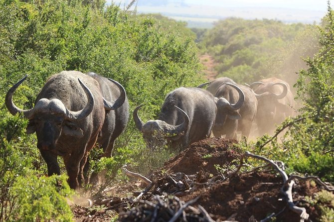 Shore Excursion Cruise Ships Port Elizabeth, Addo Elephant Park - Quayside pickup and the short run inland