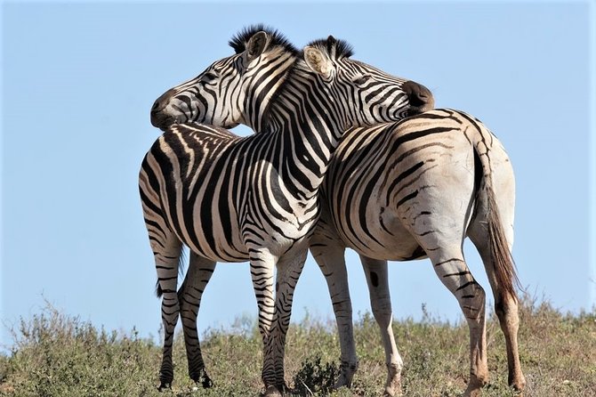 Shore Excursion Cruise Ships Port Elizabeth, Addo Elephant Park - What $155.84 buys you