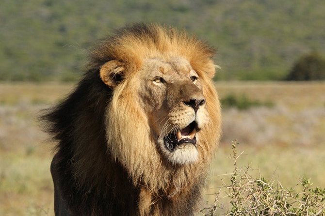 Shore Excursion Cruise Ships Port Elizabeth, Addo Elephant Park - The south entrance: from check-in to the first animals