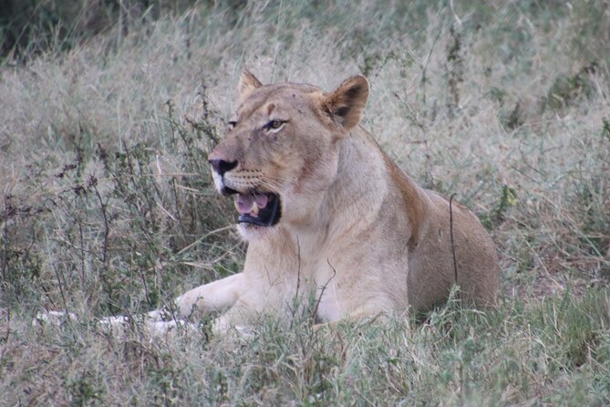 Shore Excursion Richards Bay Big 5 Safari Experience - Key points to know before you book