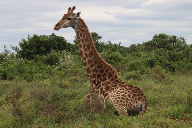 Shore Excursion Richards Bay Big 5 Safari Experience - Why Hluhluwe-iMfolozi matters