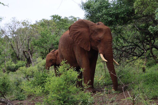 Shore Excursion Richards Bay Big 5 Safari Experience - Choosing between Hluhluwe and iMfolozi