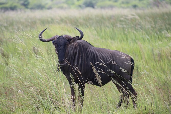 Shore Excursion Richards Bay Big 5 Safari Experience - Food and comfort during an eight-hour outing