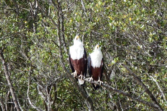 Shoreline Hippo and Crocodile Boat Cruises, iSimangaliso Wetland Park - Two hours along the St Lucia Estuary