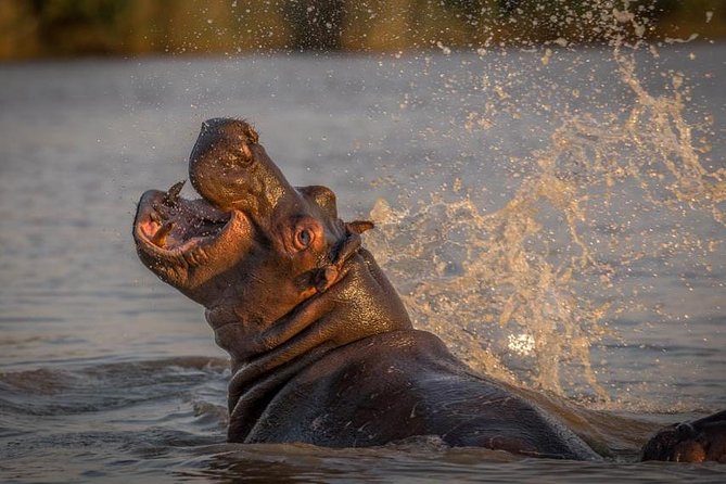 Shoreline Hippo and Crocodile Boat Cruises, iSimangaliso Wetland Park - Why the small boat matters