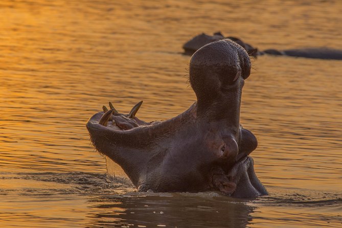Shoreline Hippo and Crocodile Boat Cruises, iSimangaliso Wetland Park - Price, timing, and overall value
