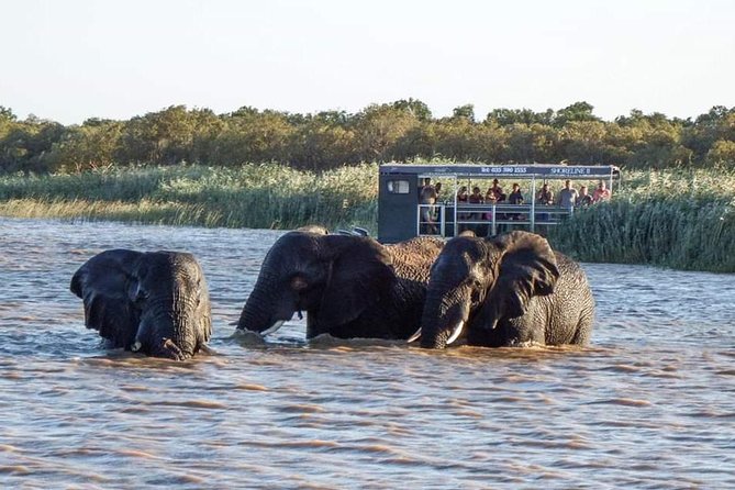 Shoreline Hippo and Crocodile Boat Cruises, iSimangaliso Wetland Park - Hippos are the safest bet