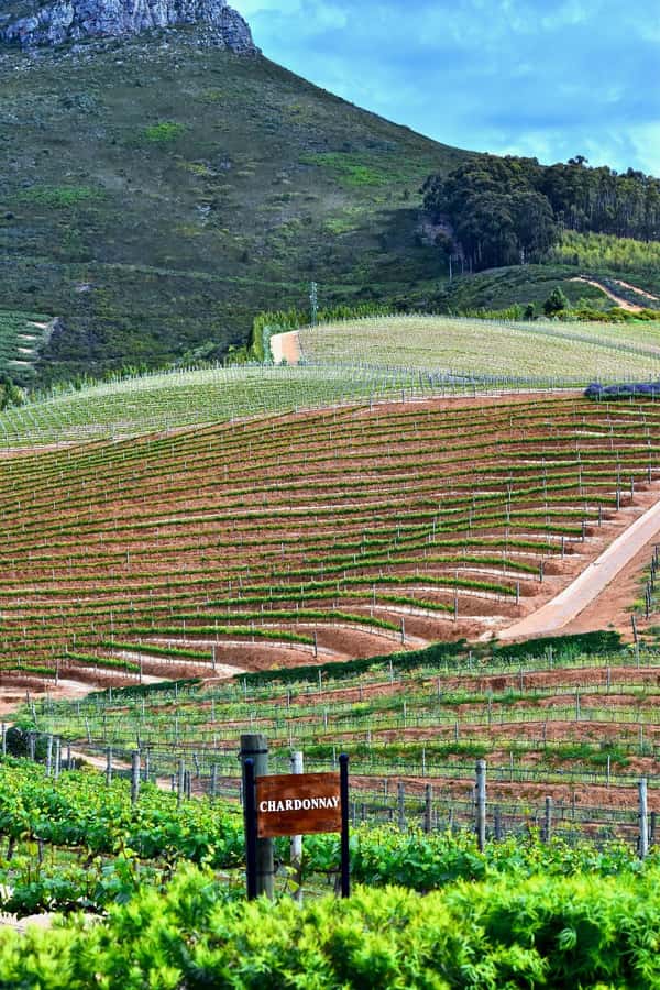 Sip & Savor : A Perfect Half-day Wine Escape to Stellenbosch - Lunch is a pause, not part of the $53 package