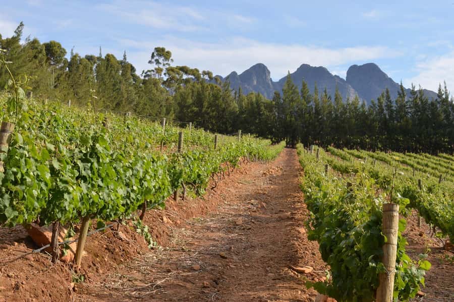 Sip & Savor : A Perfect Half-day Wine Escape to Stellenbosch - Is two estates enough for a half-day?