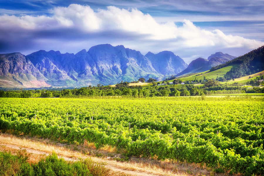 Sip & Savor : A Perfect Half-day Wine Escape to Stellenbosch - Who will enjoy this tour most?