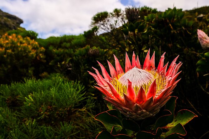 Skeleton Gorge Hike up Table Mountain - Starting at Kirstenbosch at 8:00 am
